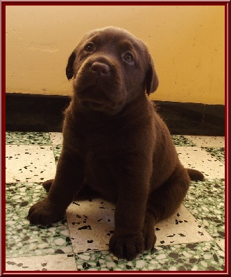 De L'orée D'eden - NAISSANCE DE BEBES CHOCOLATS LE 07 NOVEMBRE