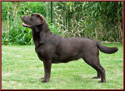 De L'orée D'eden - Eurodogshow COURTRAI     CALY: 1ère EXC cl. Travail
