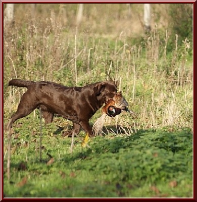 De L'orée D'eden - FIELD-TRIAL PRESEAU 12-13/11/2011