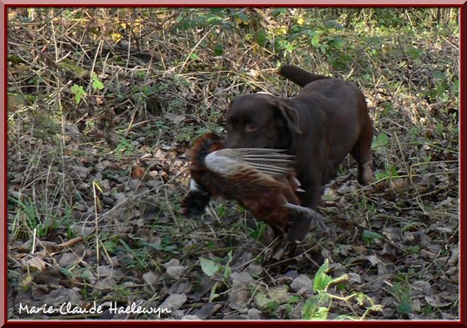 CALY EN FIELD-TRIAL