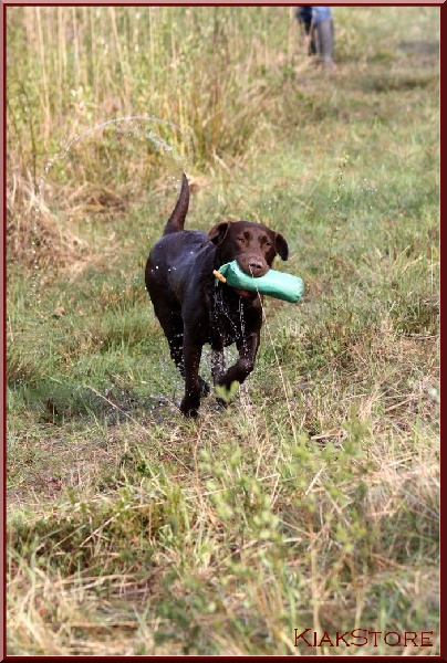 CALY EN WORKING-TEST